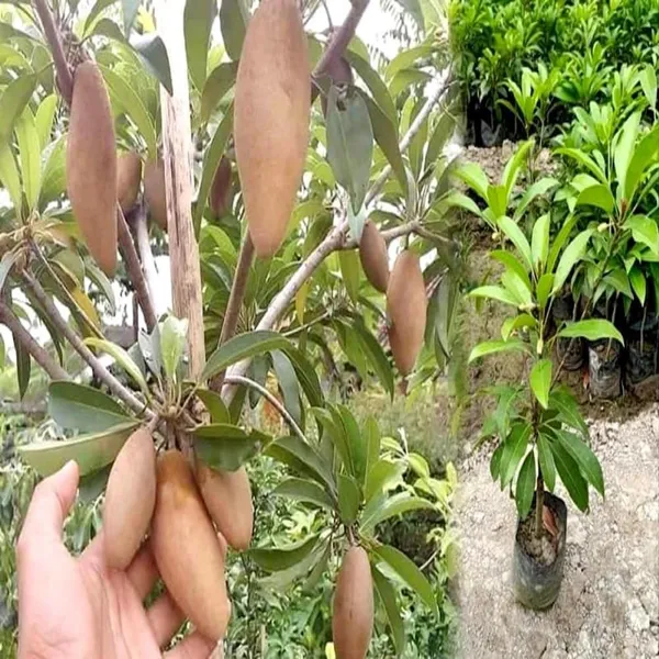Thai_Banana_Long_Chiku_Live_Fruit_Plant