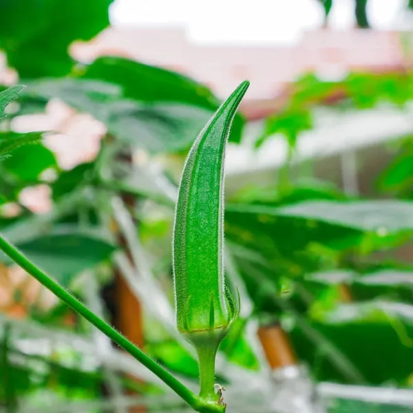 Lady_Finger_Or_Okra_Vegetable_Seeds_Green_Pack_Of_50_G
