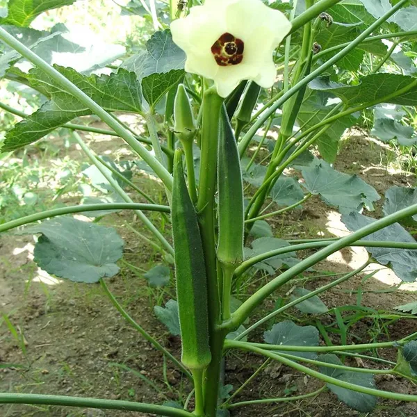 Lady_Finger_Or_Okra_Vegetable_Seeds_Green_Pack_Of_50_G