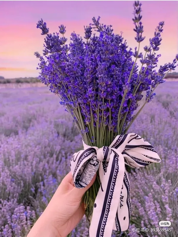 Lavender_Plant_Purple_for_home_pack_of_1