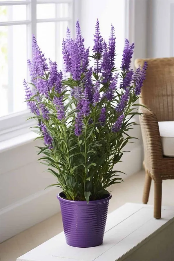 Lavender_Plant