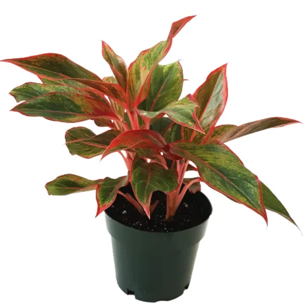 Lipstick_Aglaonema_Plant
