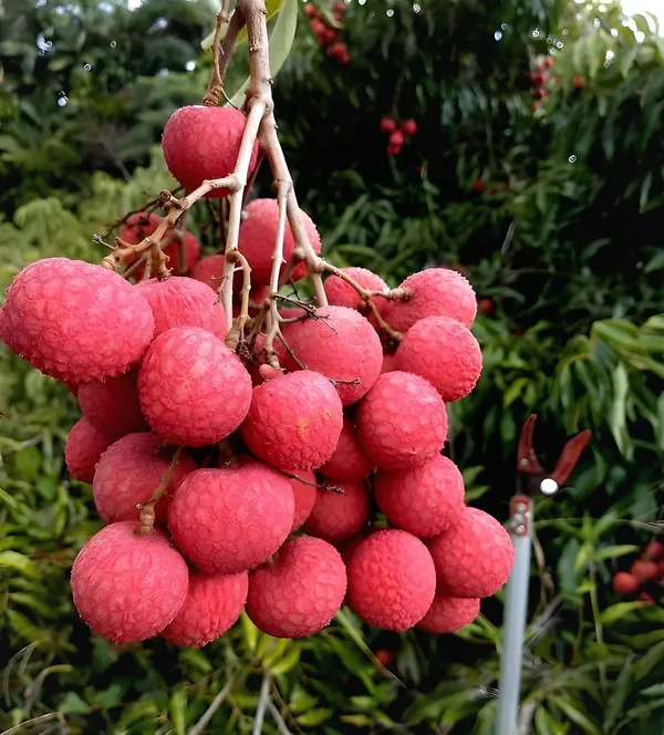 Litchi_Plant_Sweet_Tasty_Lichu_Plant
