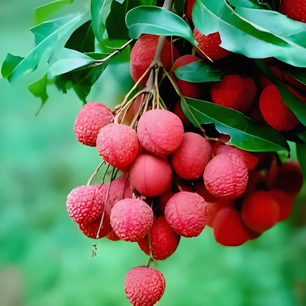 Litchi_Plant_Sweet_Tasty_Lichu_Plant