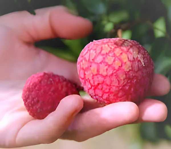 Litchi_Plant_Sweet_Tasty_Lichu_Plant