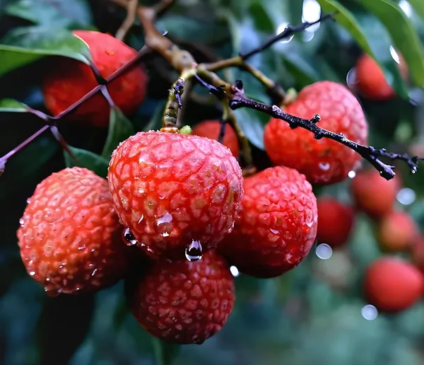 Litchi_Plant,_Sweet_Tasty_Litchi_Plant