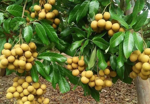Longan_Grafted_Fruit_Plant_Dragon_Eye_Fruit_Plant_Ashfal__Plant