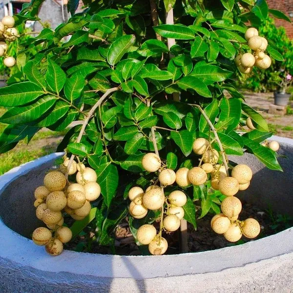 Longan_Fruit_Dragon_Eye_Fruit_Plant_Ashfal_Grafted__Plant