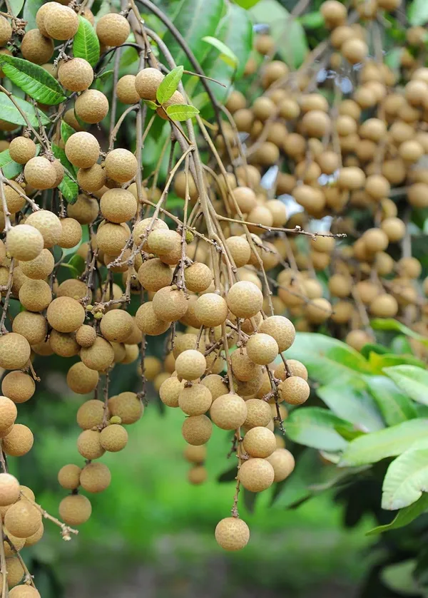 Longan_Grafted_Fruit_Plant_Dragon_Eye_Fruit_Plant_Ashfal__Plant