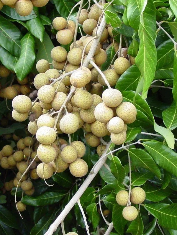 Longan_Grafted_Fruit_Plant_Dragon_Eye_Fruit_Plant_Ashfal__Plant
