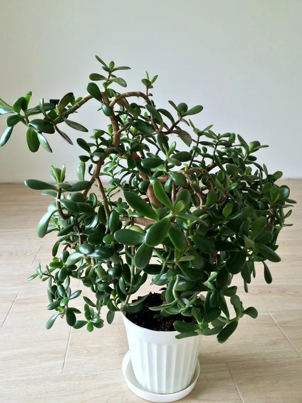 Lucky_Jade_Plant_Live_Money_Plant_Crassula_Ovata_Indoor_Good_Luck_Plant