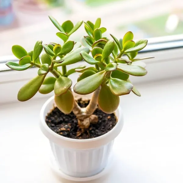 Lucky_Jade_Plant_Live_Money_Plant_Crassula_Ovata_Indoor_Good_Luck_Plant