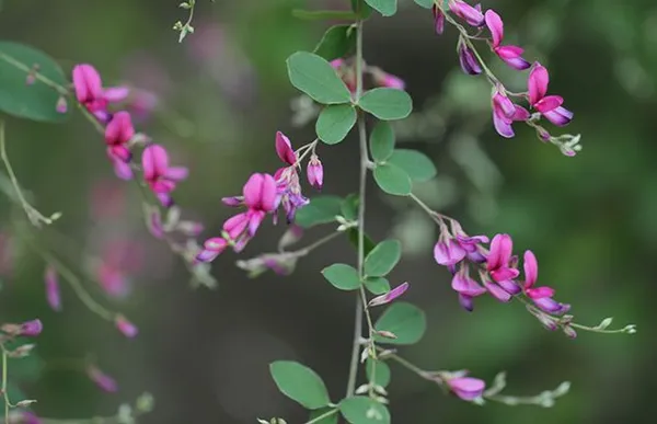 Pink_Bush_Clovers_Flower_Plant