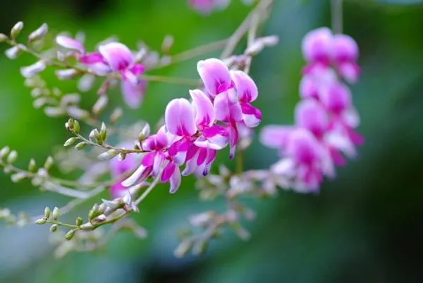 Pink_Bush_Clovers_Flower_Plant