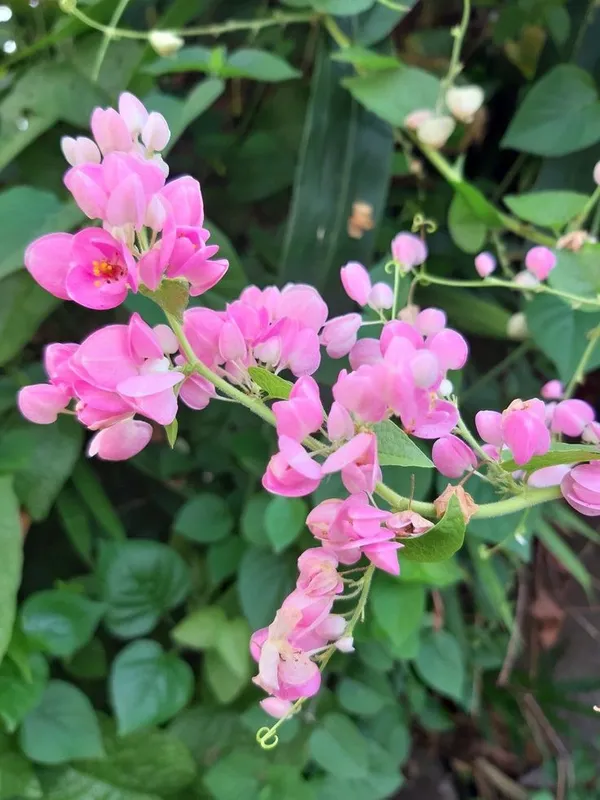Pink_Bush_Clovers_Flower_Plant
