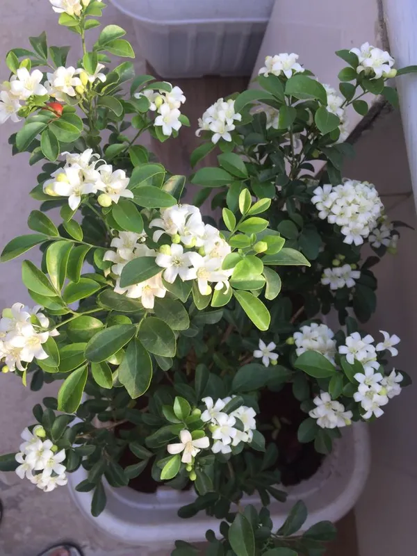 Madhu_Kamini_Dwarf_Plant_Live_Mini_Orange_Jasmine_Flowering_Plant_Sweet_Fragrance
