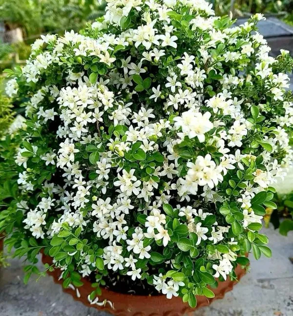 Madhu_Kamini_Dwarf_Plant_Live_Mini_Orange_Jasmine_Flowering_Plant_Sweet_Fragrance