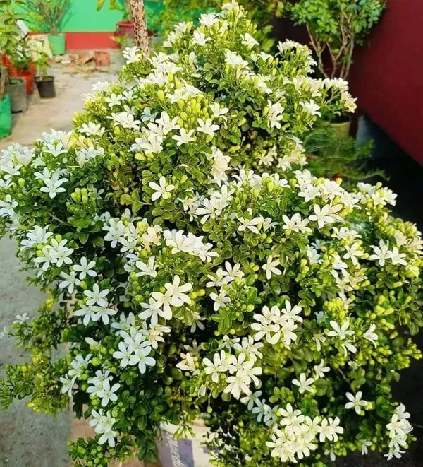 Madhu_Kamini_Dwarf_Plant_Live_Mini_Orange_Jasmine_Flowering_Plant_Sweet_Fragrance