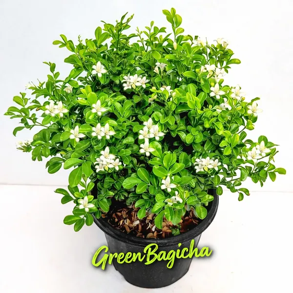 Madhu_Kamini_Dwarf_Plant_Live_|_Mini_Orange_Jasmine_Flowering_Plant_|_Sweet_Fragrance