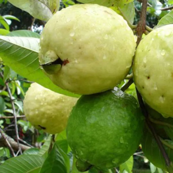 Madhuri_Guava_Plant_Live_|_Sweet_&_Juicy_Guava_Tree_|_Fast_Fruiting_High-Yield_Fruit_Plant