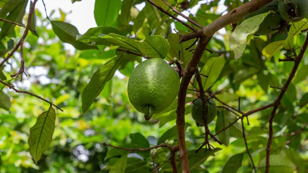 Madhuri_Guava_Plant_Live_Sweet_And_Juicy_Guava_Tree_Fast_Fruiting_High_Yield_Fruit_Plant