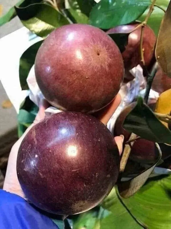Milk_Fruit_Plant_Live_Star_Apple_Caimito_Fruit_Tree