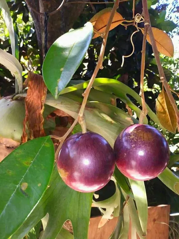 Milk_Fruit_Plant_Live_Star_Apple_Caimito_Fruit_Tree