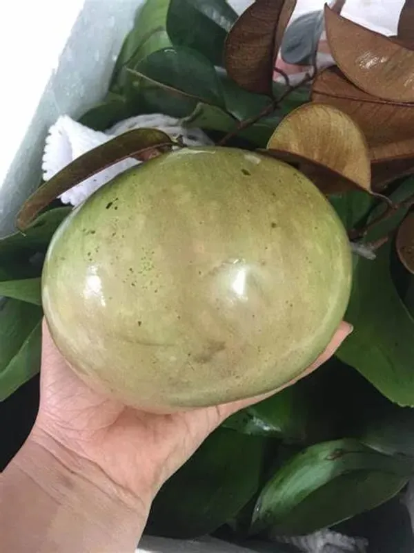 Milk_Fruit_Plant_Live_Star_Apple_Caimito_Fruit_Tree