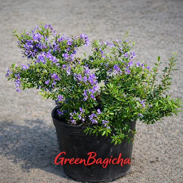 Mini_Blue_Braya_Plant_Live_|_Desmodium_unifoliatum_|_Beautiful_Blue_Flowering_Ground_Cover_Plant