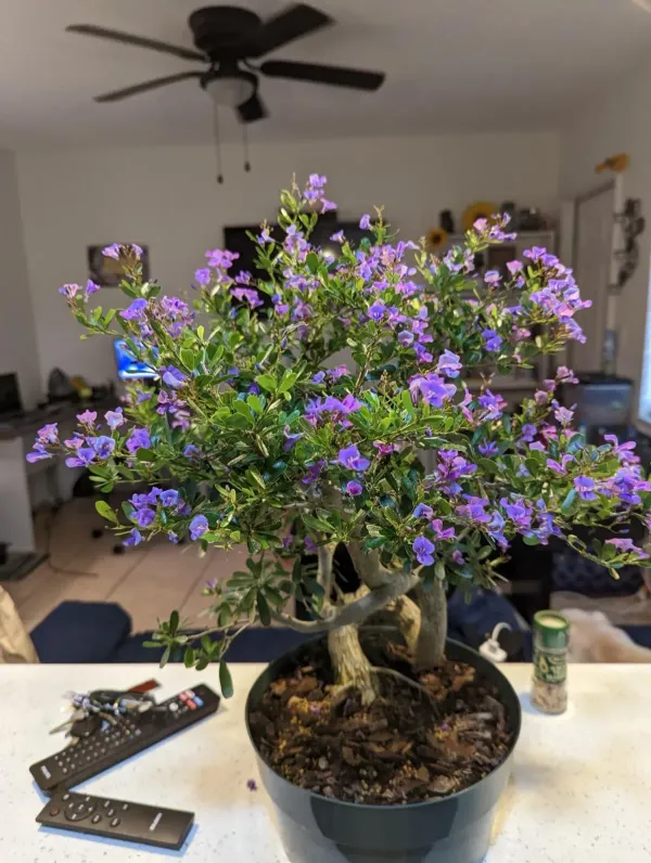 Mini_Blue_Braya_Plant_Live_Desmodium_Unifoliatum_Beautiful_Blue_Flowering_Ground_Cover_Plant