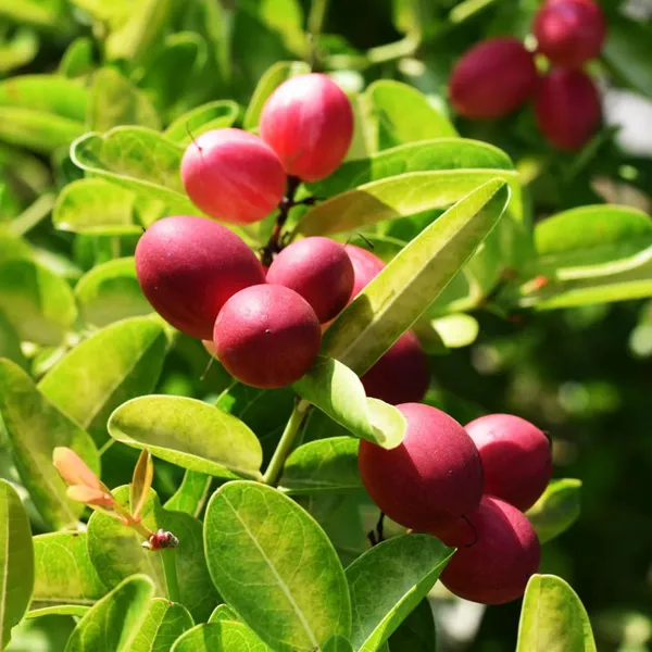 Miracle_Berry_Miracle_Fruit_Rare_Tropical_Bush_Fruit_1_Healthy_Plant