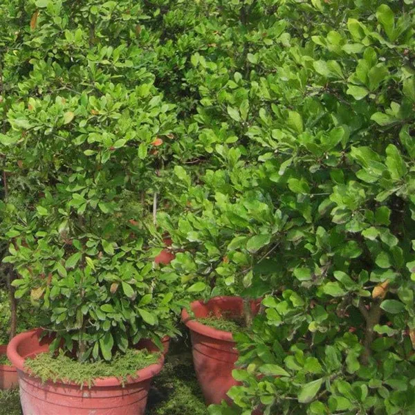 Miracle_Berry_Miracle_Fruit_Rare_Tropical_Bush_Fruit_1_Healthy_Plant