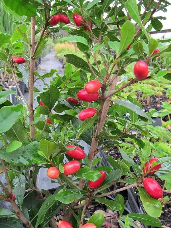 Miracle_Berry_Miracle_Fruit_Rare_Tropical_Bush_Fruit_1_Healthy_Plant