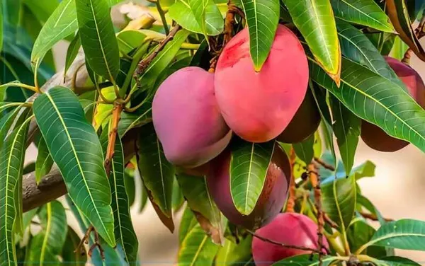 Miyazaki_Mango_Plant_|_Exotic_Japanese_Variety_|_Premium_Grafted__Plant