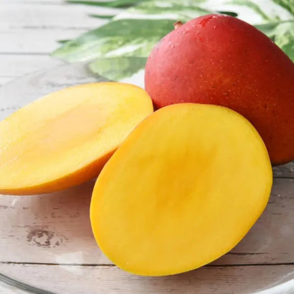 Miyazaki_Mango_Plant_|_Exotic_Japanese_Variety_|_Premium_Grafted__Plant