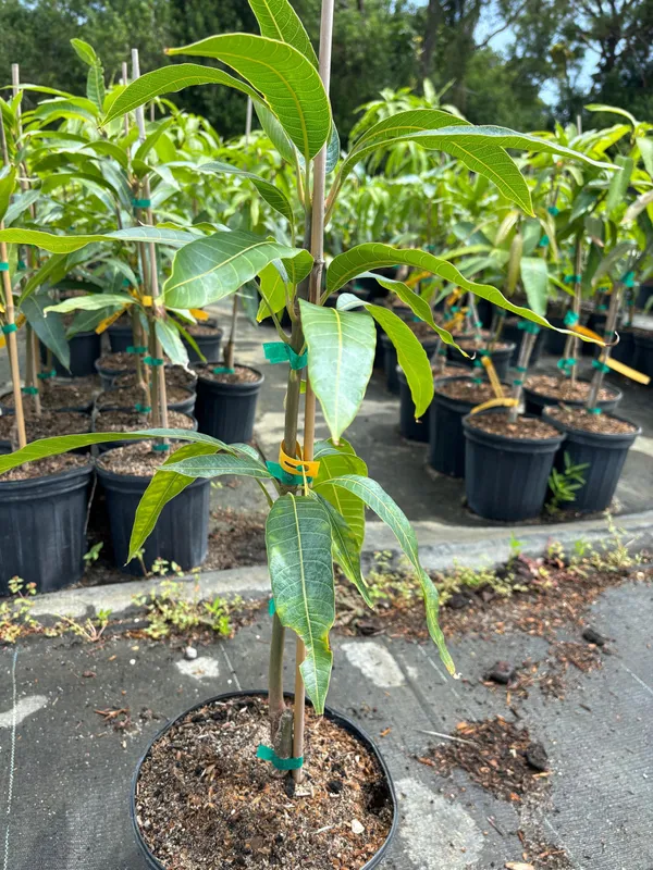 Miyazaki_Mango_Plant_|_Exotic_Japanese_Variety_|_Premium_Grafted__Plant