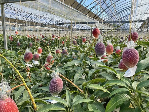 Miyazaki_Mango_Plant_|_Exotic_Japanese_Variety_|_Premium_Grafted__Plant