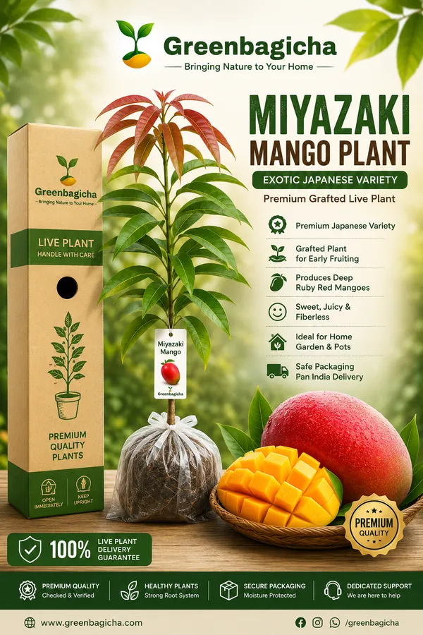 Miyazaki_Mango_Plant_|_Exotic_Japanese_Variety_|_Premium_Grafted__Plant