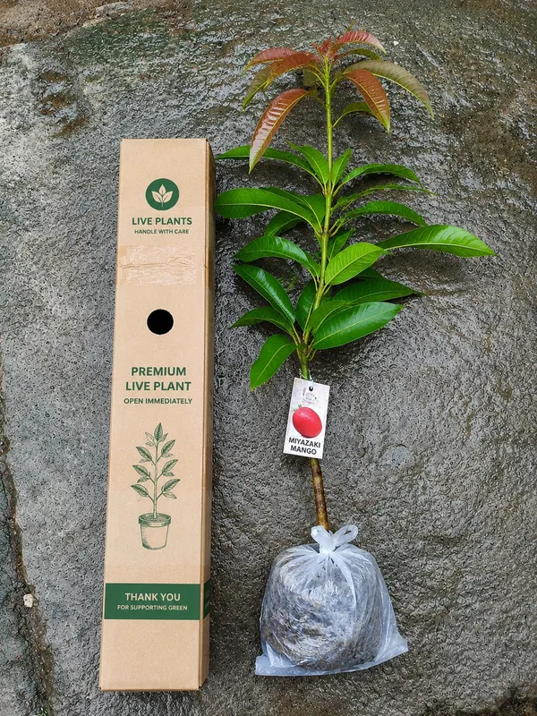 Miyazaki_Mango_Plant_|_Exotic_Japanese_Variety_|_Premium_Grafted__Plant