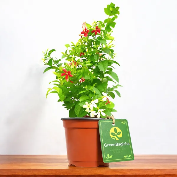 Modhumalati_(Rangoon_Creeper)_Live_Flowering_Vine_|_Combretum_Indicum_|_Fragrant_Climber_Plant