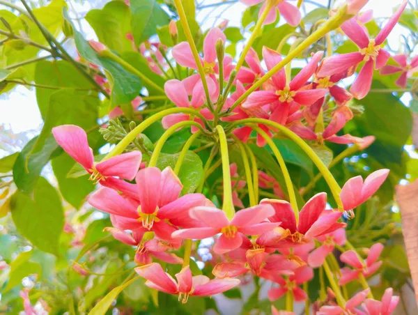 Modhumalati_Rangoon_Creeper_Live_Flowering_Vine_Combretum_Indicum_Fragrant_Climber_Plant