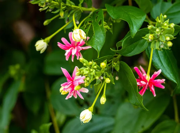 Modhumalati_Rangoon_Creeper_Live_Flowering_Vine_Combretum_Indicum_Fragrant_Climber_Plant