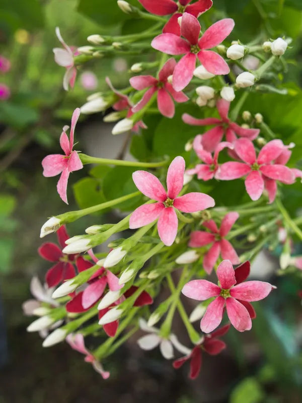 Modhumalati_Rangoon_Creeper_Live_Flowering_Vine_Combretum_Indicum_Fragrant_Climber_Plant