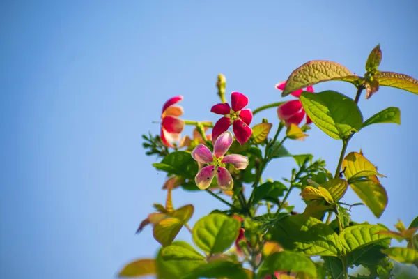 Modhumalati_Rangoon_Creeper_Live_Flowering_Vine_Combretum_Indicum_Fragrant_Climber_Plant