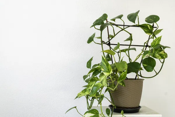 Money_Plant_Live_Indoor_Plant_Lucky_Pothos_Plant_For_Home_Office_And_Balcony