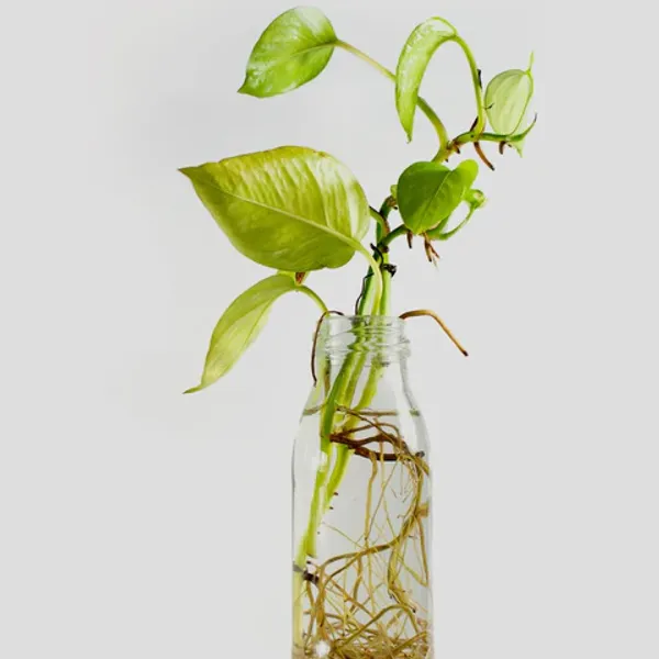 Money_Plant_Live_Indoor_Plant_Lucky_Pothos_Plant_For_Home_Office_And_Balcony