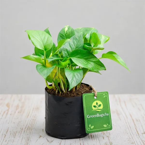 Money_Plant_Live_Indoor_Plant_|_Lucky_Pothos_Plant_for_Home,_Office_&_Balcony
