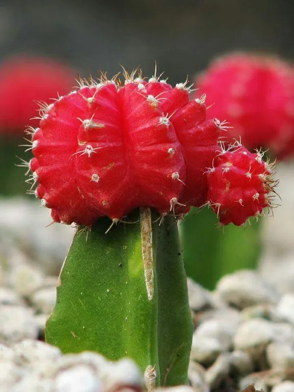 Moon_Cactus_Plant_Red_Cactus_Easy_Care_Indoor_Desk_Plant