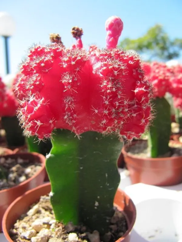 Moon_Cactus_Plant_Red_Cactus_Easy_Care_Indoor_Desk_Plant