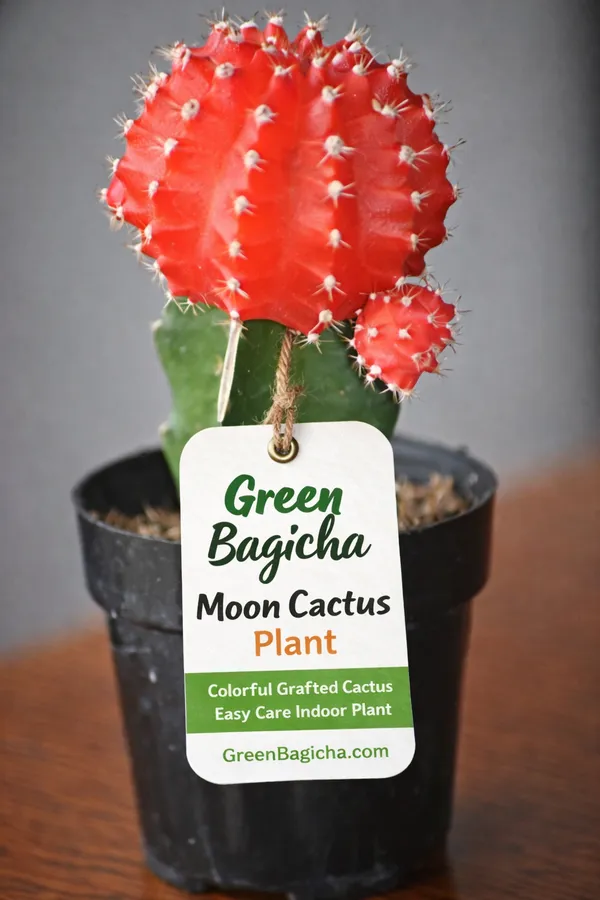 Moon_Cactus_Plant_|_Red_Grafted_Cactus_|_Easy_Care_Indoor_Desk_Plant